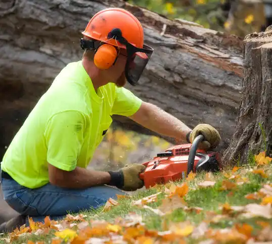 tree services Boys Town